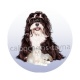 chien