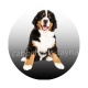 chien