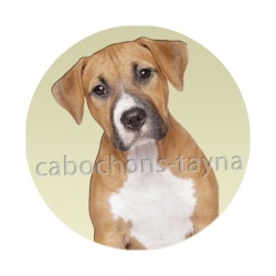 chien