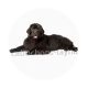 chien