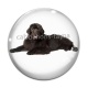 Cabochon Verre - chien