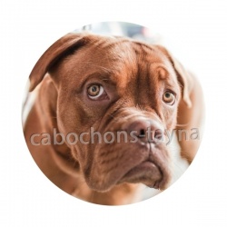 chien