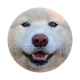 chien