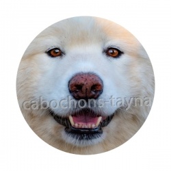 chien