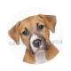 chien