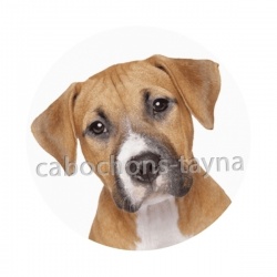 chien