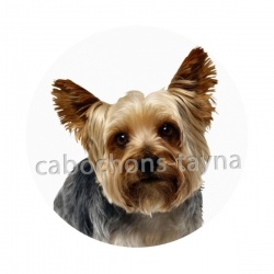 chien