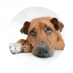 chien