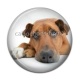 Cabochon Résine - chien