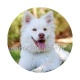 chien