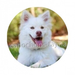 chien