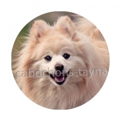 chien