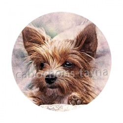 chien
