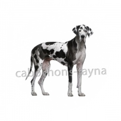 chien