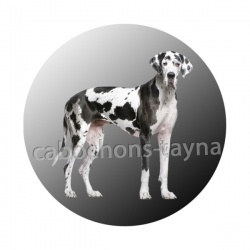 chien
