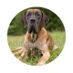 chien