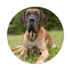 chien