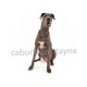 chien