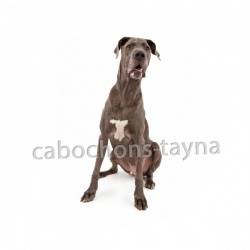 chien