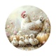 poule