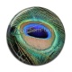 Cabochon Résine - plume de paon
