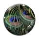 Cabochon Verre - plume de paon