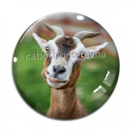 Cabochon Verre - chèvre