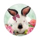 lapin
