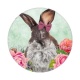 lapin