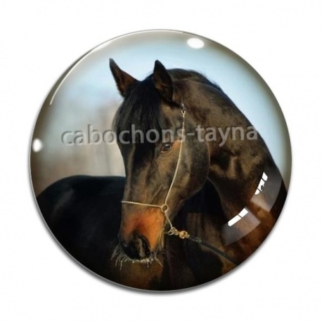Cabochon Verre - cheval