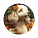 chien