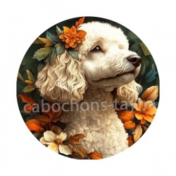 chien