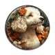Cabochon Résine - chien