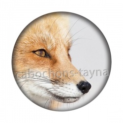 renard