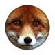 renard