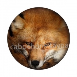 renard