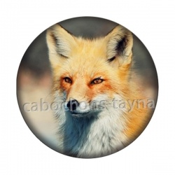 renard