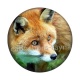 renard