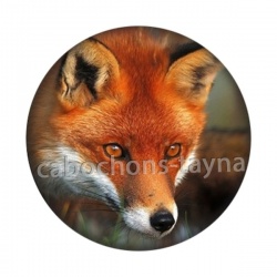 renard
