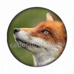 renard
