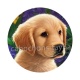 chien