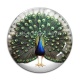 Cabochon Verre - paon