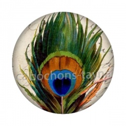 plume de paon