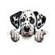 chien