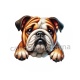  chien
