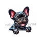  chien