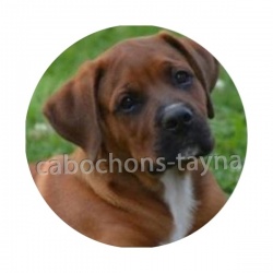 chien