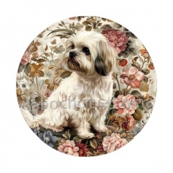 chien