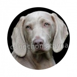 chien
