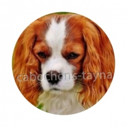 chien
